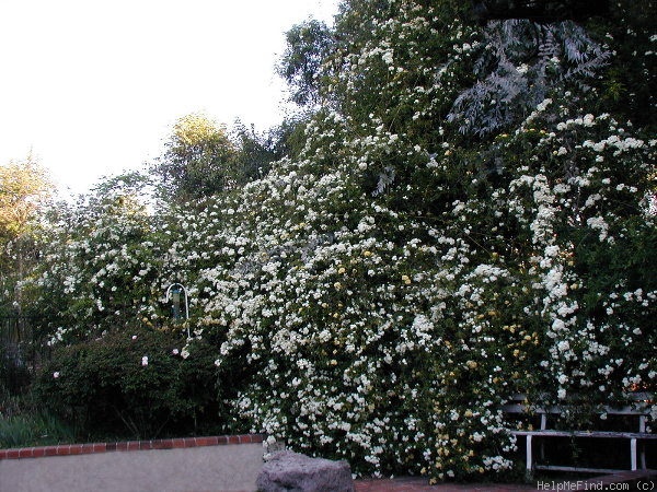 'R. banksiae alba' rose photo