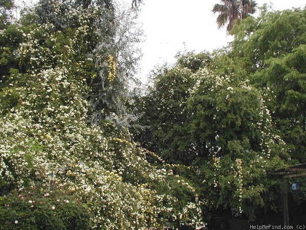 'R. banksiae alba' rose photo