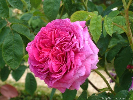'Louis Philippe (gallica)' rose photo