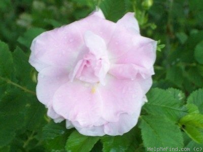 'Martin Frobisher' rose photo