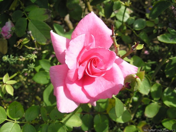 'Earth Song' rose photo