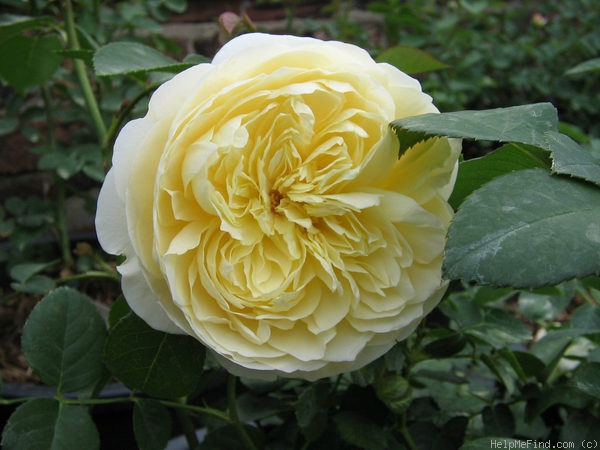 'Charlotte (shrub, Austin before 1992)' rose photo