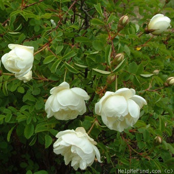 'Double White (hybrid spinosissima)' rose photo