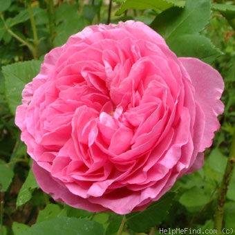 'Louise Odier (Bourbon, Margottin, 1851)' rose photo