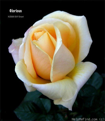 'Glorious (hybrid tea, Ilsink, 2001)' rose photo