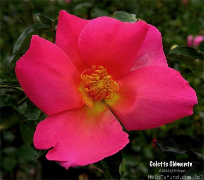 'Colette Clémente' rose photo