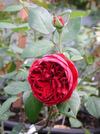 'Jean Rex' rose photo