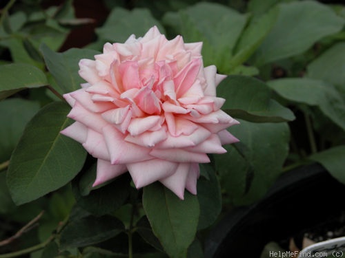 'Baronne Henriette de Snoy' rose photo