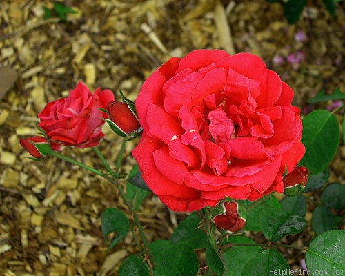 'Gruss an Zweibrücken' rose photo