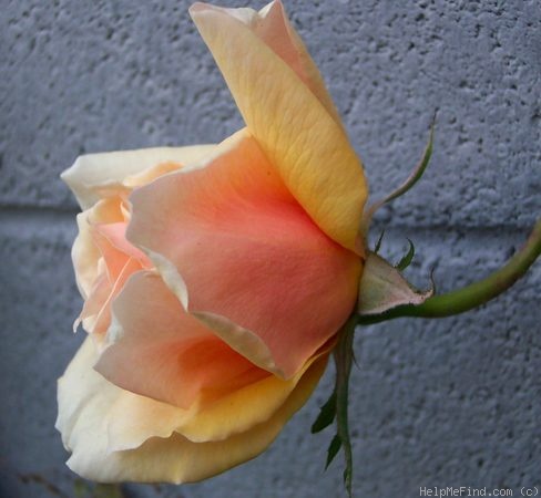 'Madame Jean Gaujard' rose, click to enlarge 'Madame Jean Gaujard' rose photo