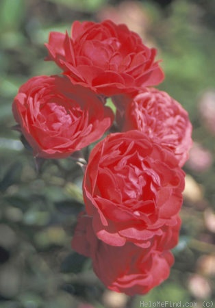 'Orange Triumph' rose photo