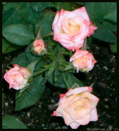 'Doris Lee (Miniature, Wells, 2008)' rose photo