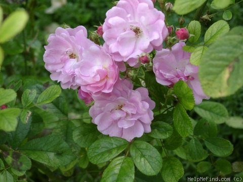 'Schöne von Holstein' rose photo