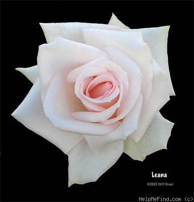 'Leana' rose photo