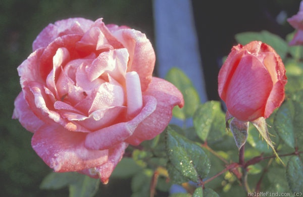 'Arioso (hybrid tea, Meilland, 1995)' rose photo
