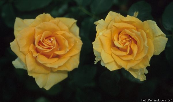 'Goldstadt Pforzheim' rose photo