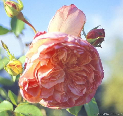 'Papi Delbard ®' rose photo