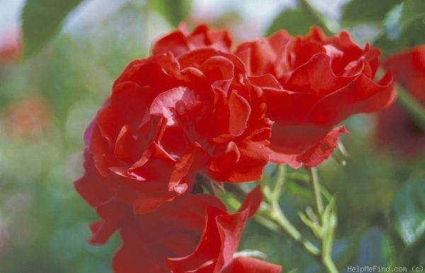 'Strombergzauber' rose photo