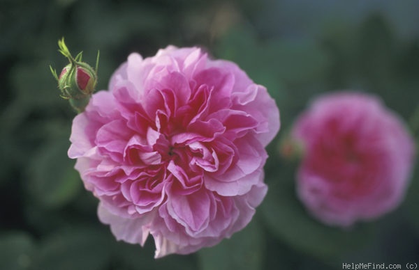 'Blush Damask' rose photo