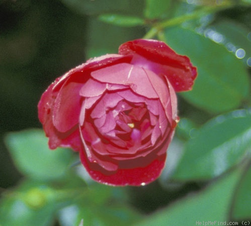 'Cramoisi Supérieur' rose photo