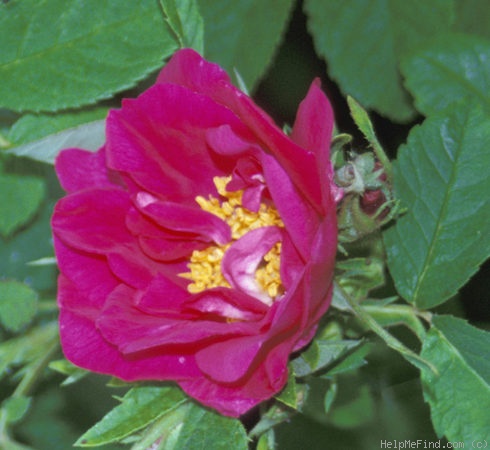 'Duchess of Portland (damask perpetual, before 1775)' rose photo