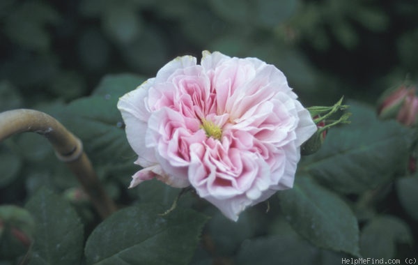 'Souvenir de Madame August Charles' rose photo