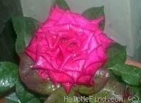 'Black Baccara ™' rose photo