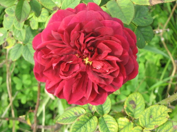 'L. D. Braithwaite' rose photo