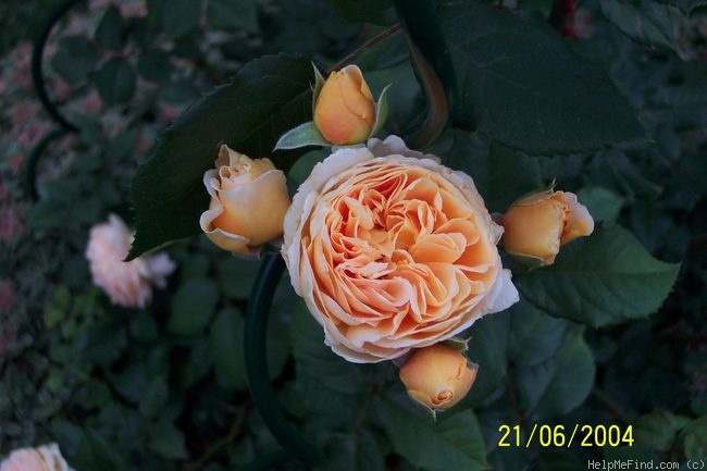 'Crown Princess Margareta ®' rose photo