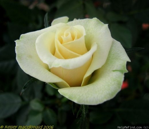 'Denise Parade' rose photo