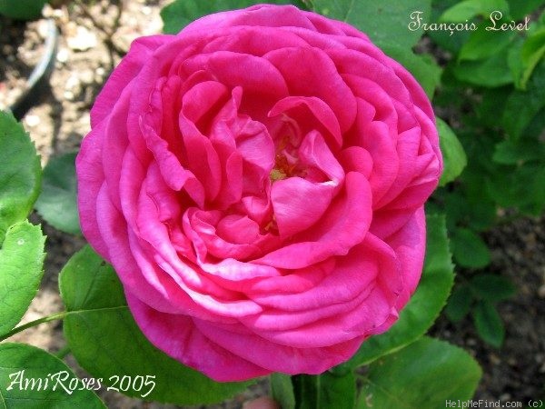 'François Levet' rose photo