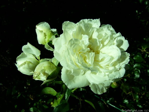 'Swany ®' rose photo