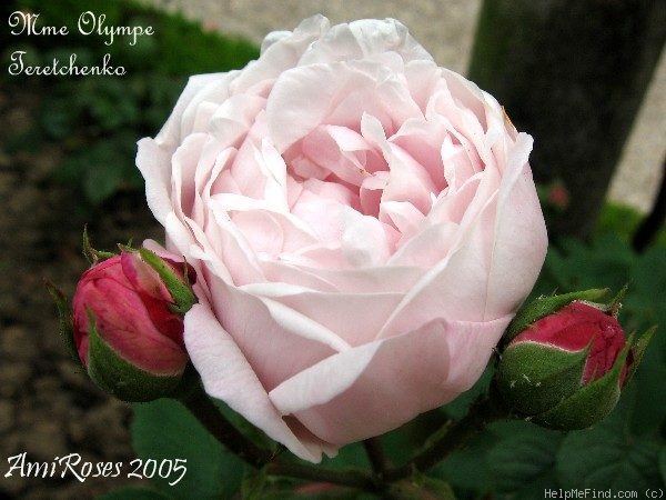 'Madame Olympe Térestchenko' rose photo