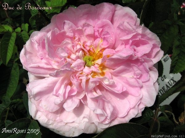 'Duc de Bordeaux (gallica, Vibert, 1820)' rose photo