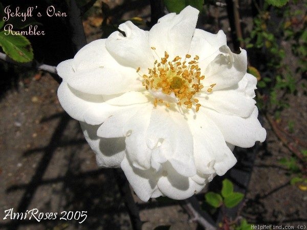 'Jekyll's Own Rambler' rose photo