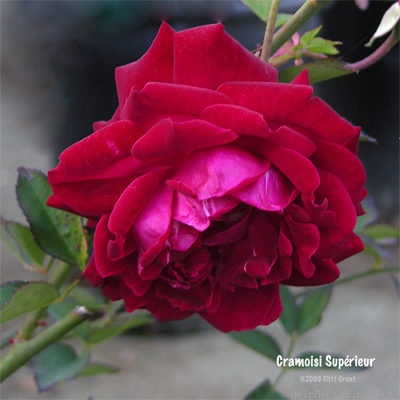 'Cramoisi Supérieur' rose photo