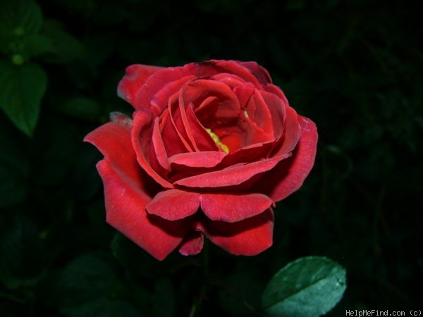 'Danse du Feu' rose photo