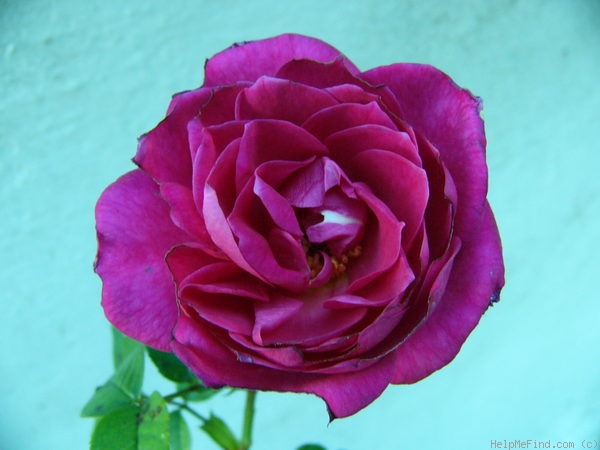 'Gloriana (cl.miniature, Warner, 1997)' rose photo