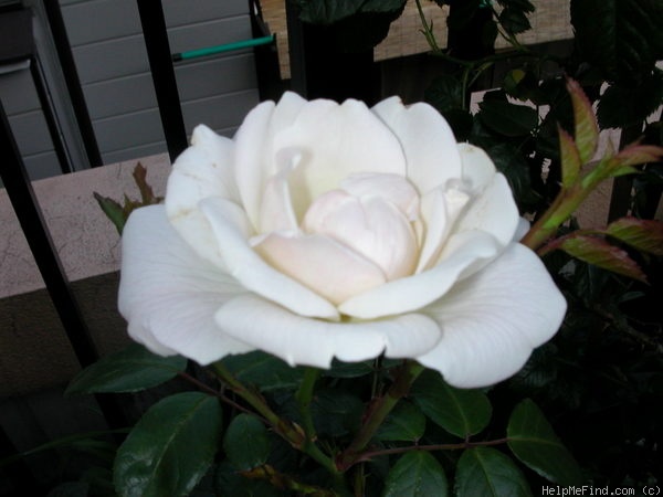 'Helga (floribunda, De Ruiter, 1974)' rose photo