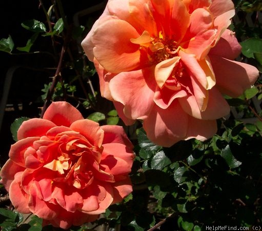 'Angels Mateu (Hybrid Tea, Dot, 1934)' rose photo