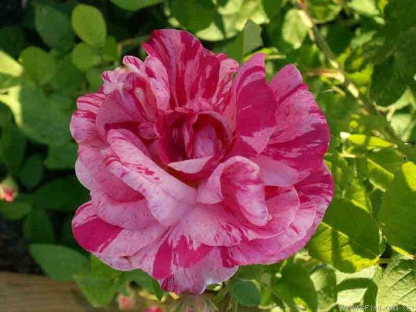 'Rosa Mundi (gallica, before 1658)' rose photo