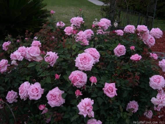 'Belinda's Dream (Shrub, Basye, 1988)' rose photo