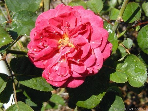 'Sequoia Ruby X Tuscany Superb' rose photo