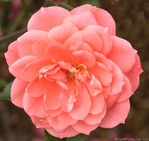 'Angela Rippon ®' rose photo