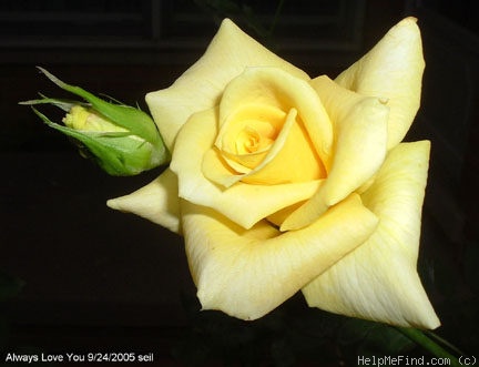 'Always Love You' rose photo