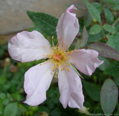 'Lila Banks' rose photo