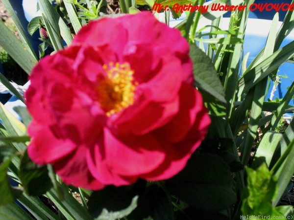 'Mrs. Anthony Waterer' rose photo