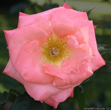 'Taupo ®' rose photo