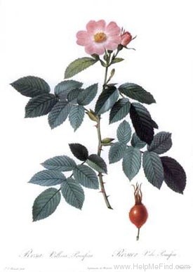 '<i>Rosa pomifera</i> Herrm. synonym' rose photo