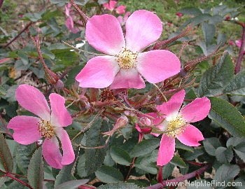 '<I>Rosa rubrifolia</i> 'Carmenetta'' rose photo